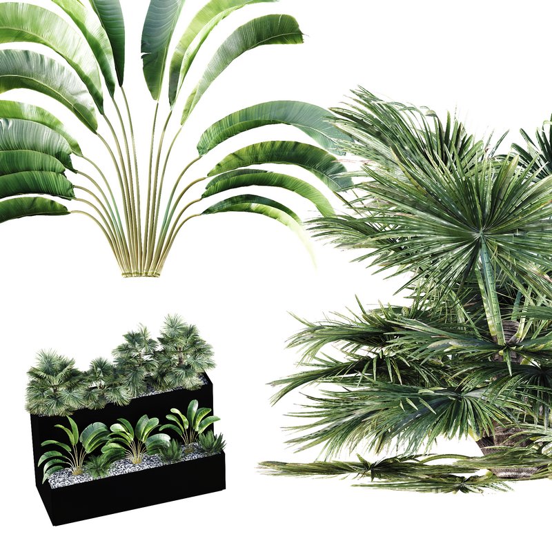 HQ Tree and bush garden box outdoor VOL 11 Image 3