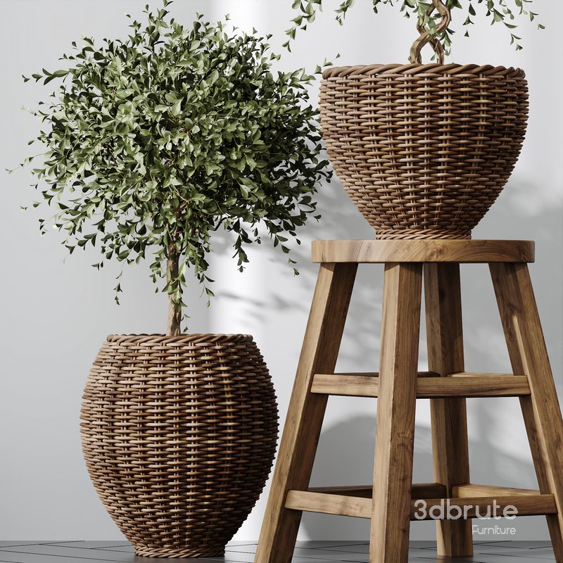Plants Mission Olive Tree Indoor Vase Set004 Image 2