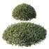 HQ Plants Montra Olive Bush Version3 - Thumbnail 2