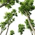 Carpinus Betulus and Celtis Australis - Thumbnail 4