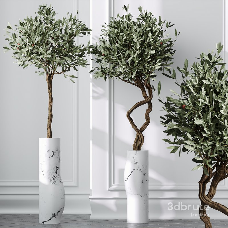 HQ Plants Mission Olive Tree Indoor Vase Set003 Image 3