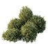 HQ Plants Montra Olive Bush Version2 - Thumbnail 2