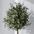 HQ Plants Mission Olive Tree Indoor Vase Set005 - Thumbnail 2