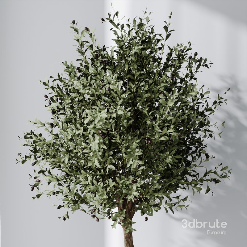 HQ Plants Mission Olive Tree Indoor Vase Set005 Image 2