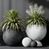 HQ Plants Yucca Elephantipes Rupicola Vase Set01 - Thumbnail 4