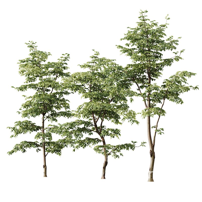 Carpinus Betulus Image 2