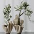 Plants Mission Olive Tree Indoor Vase Set002 - Thumbnail 3