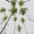 Betula Pendula - Thumbnail 4