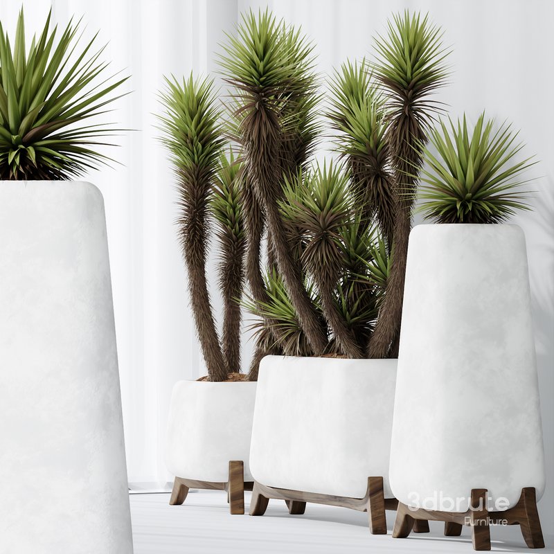 HQ Plants Yucca Elephantipes Valida Vase Set01 Image 3