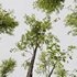 Alnus Glutinosa-3 trees - Thumbnail 4