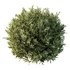 Montra Olive Bush - Thumbnail 4