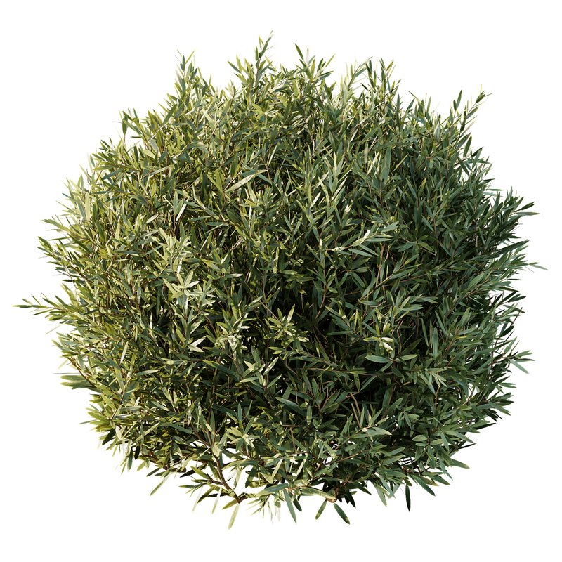Montra Olive Bush Image 4