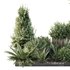 HQ Tree and bush garden box outdoor VOL 17 - Thumbnail 4