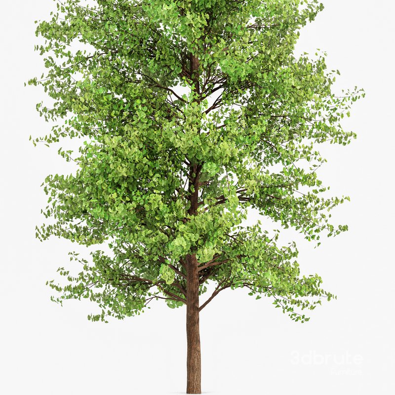 HQ Maidenhair Tree Ginkgo Biloba Gardens Image 3