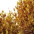 HQ Plants Montra Olive Bush Version9 - Thumbnail 4