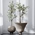 HQ Plants Mission Olive Tree Indoor Vase Set001 - Thumbnail 2