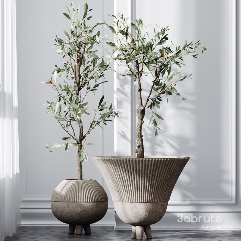 HQ Plants Mission Olive Tree Indoor Vase Set001 Image 2