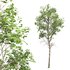 Fagus Sylvatica and Alnus Glutinosa - Thumbnail 2