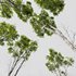 Betula Pendula and Castanea Sativa - Thumbnail 3