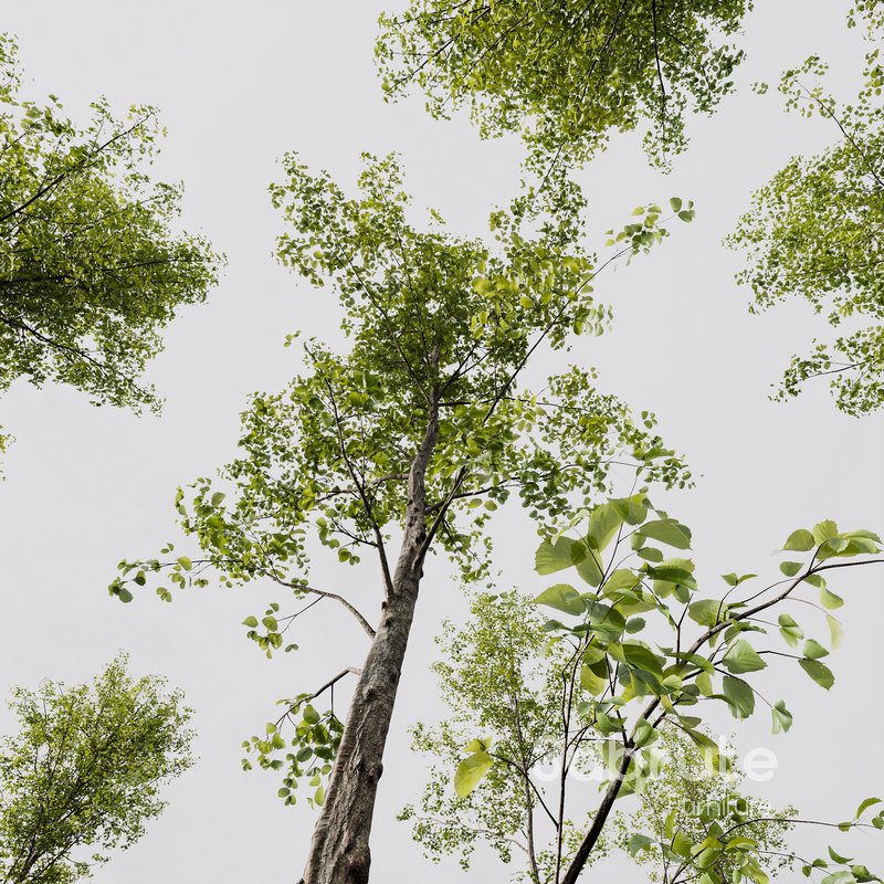 Castanea Sativa and Alnus Glutinosa Image 4