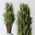 HQ Plants Yucca Elephantipes Gigantea Vase Set05 - Thumbnail 3