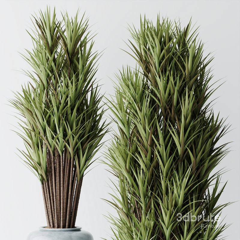 HQ Plants Yucca Elephantipes Gigantea Vase Set05 Image 3