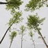 Alnus Glutinosa 2 - Thumbnail 4