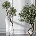 HQ Plants Mission Olive Tree Indoor Vase Set003 - Thumbnail 4