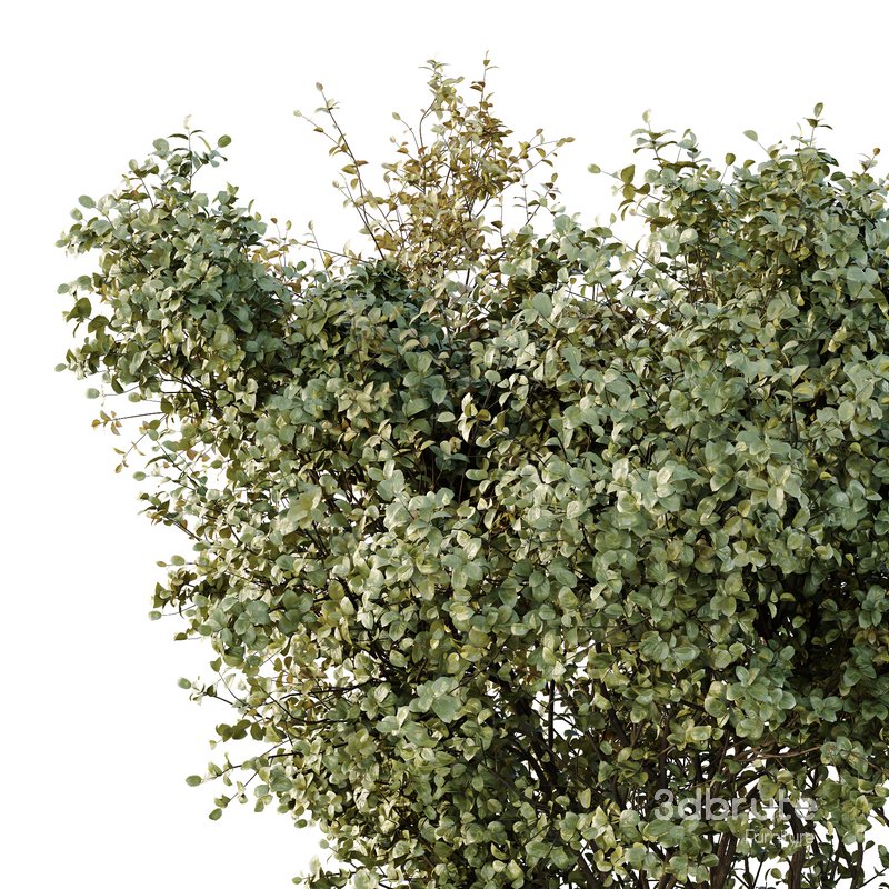 HQ Tree and bush garden box outdoor VOL 16 Image 2