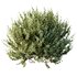 HQ Plants Montra Olive Bush Version10 - Thumbnail 3
