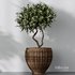 Plants Mission Olive Tree Indoor Vase Set004 - Thumbnail 3