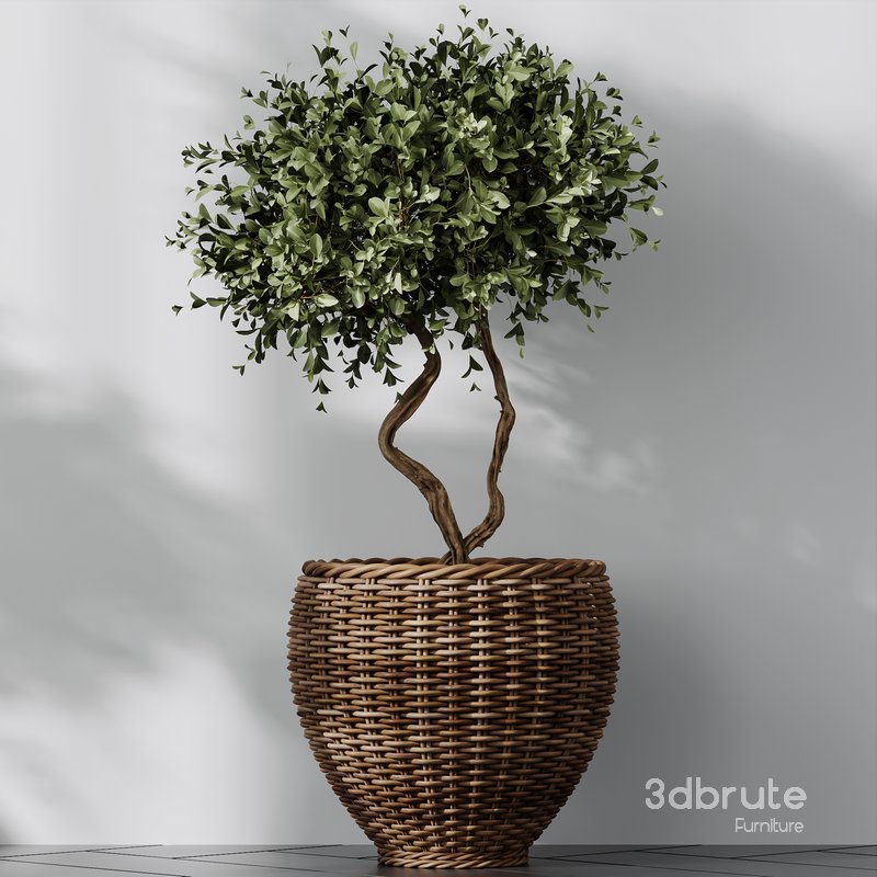 Plants Mission Olive Tree Indoor Vase Set004 Image 3