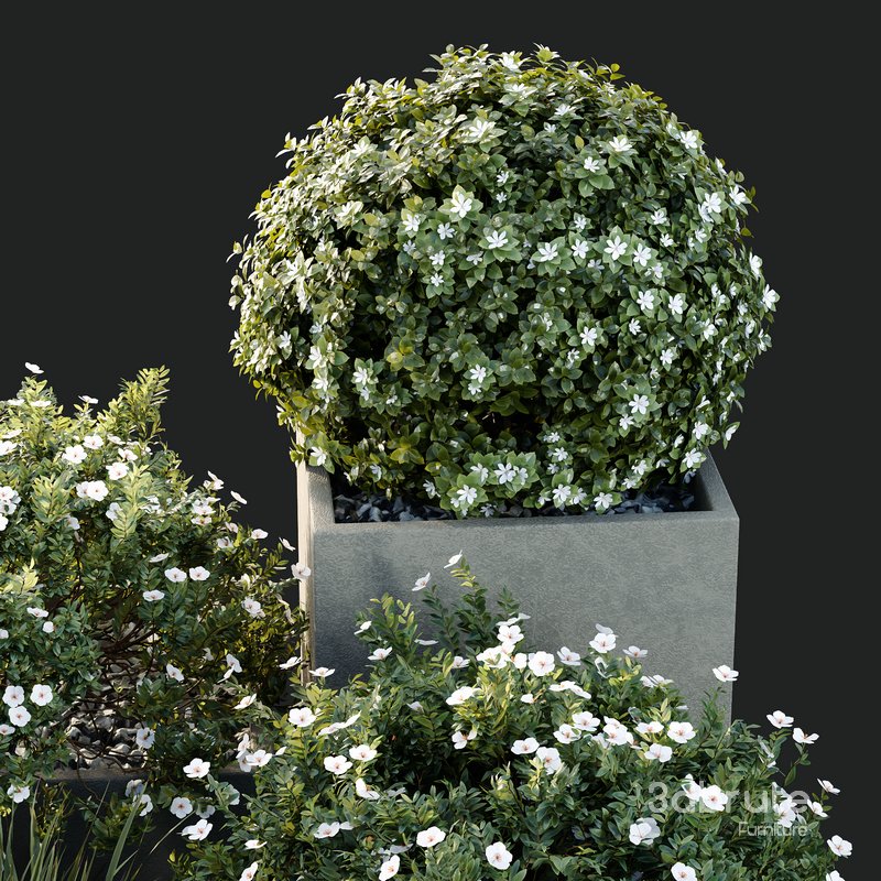 HQ Tree and bush garden box outdoor VOL 10 Image 4