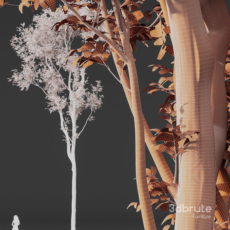 Carpinus Betulus and Celtis Australis Image 5