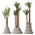 Plants Yucca Elephantipes Gigantea Vase Set02 - Thumbnail 1