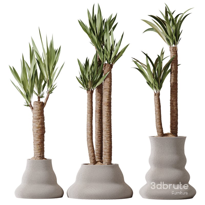 Plants Yucca Elephantipes Gigantea Vase Set02 Image 1