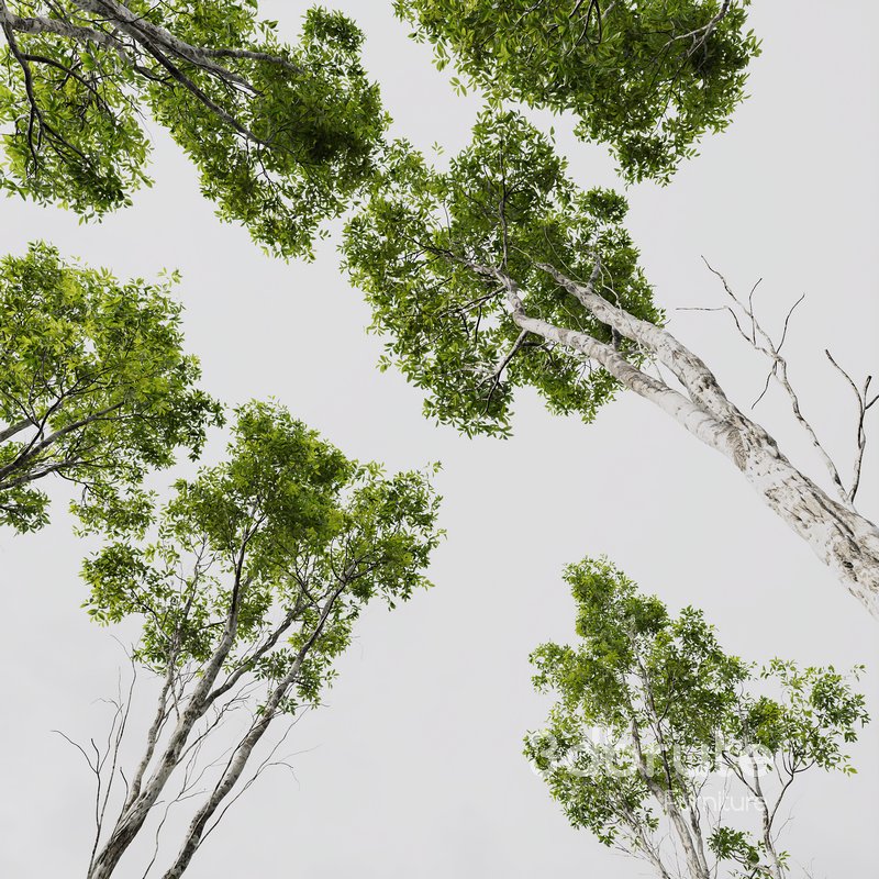 Castanea Sativa and Alnus Glutinosa Image 5