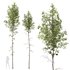Betula Pendula - Thumbnail 5