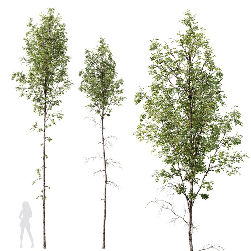 Betula Pendula Image 5