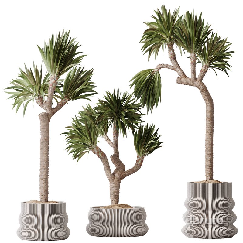 Plants Yucca Elephantipes Gigantea Vase Set01 Image 1