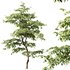 Carpinus Betulus - Thumbnail 5