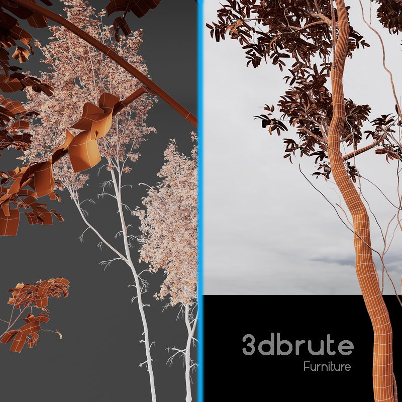 Betula Pendula and Castanea Sativa Image 4