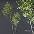 Betula Pendula and Castanea Sativa - Thumbnail 4