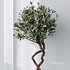 HQ Plants Mission Olive Tree Indoor Vase Set003 - Thumbnail 5