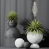 HQ Plants Yucca Elephantipes Rupicola Vase Set01 - Thumbnail 5