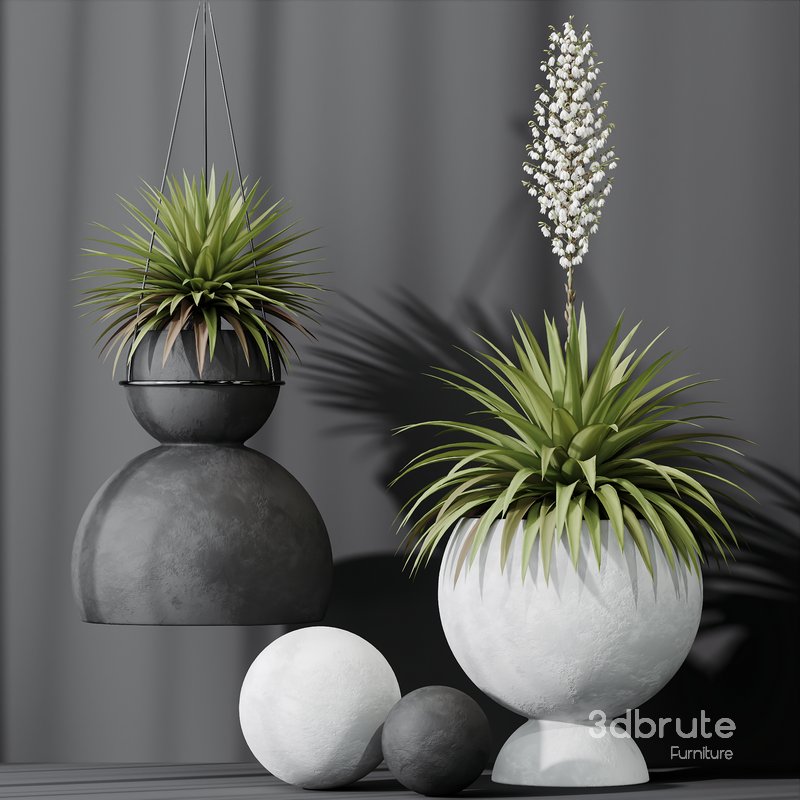 HQ Plants Yucca Elephantipes Rupicola Vase Set01 Image 5