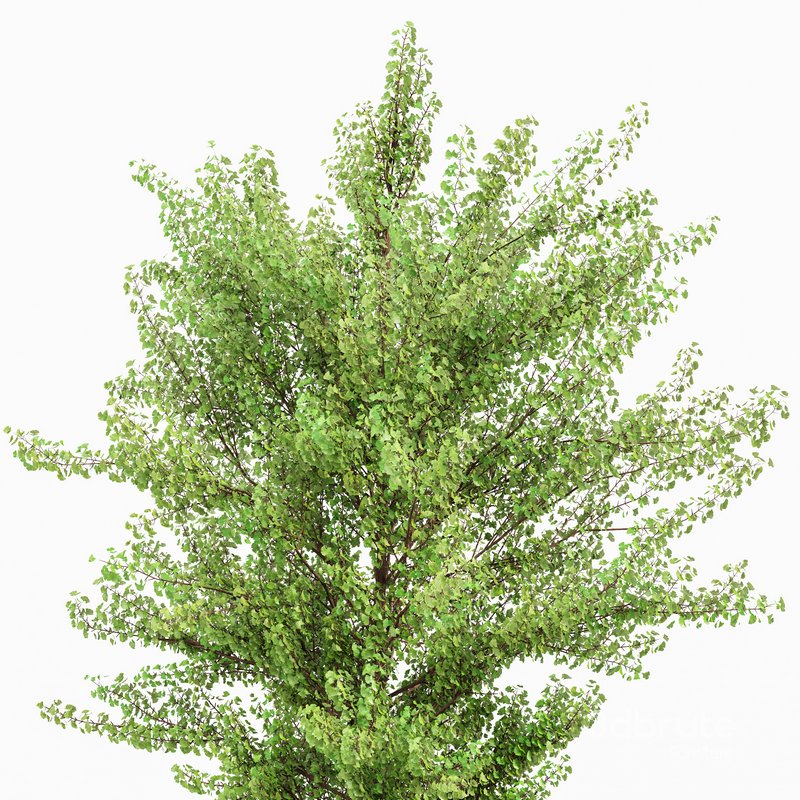 HQ Maidenhair Tree Ginkgo Biloba Gardens Image 5