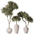 Plants Mission Olive Tree Indoor Vase Set006 - Thumbnail 5