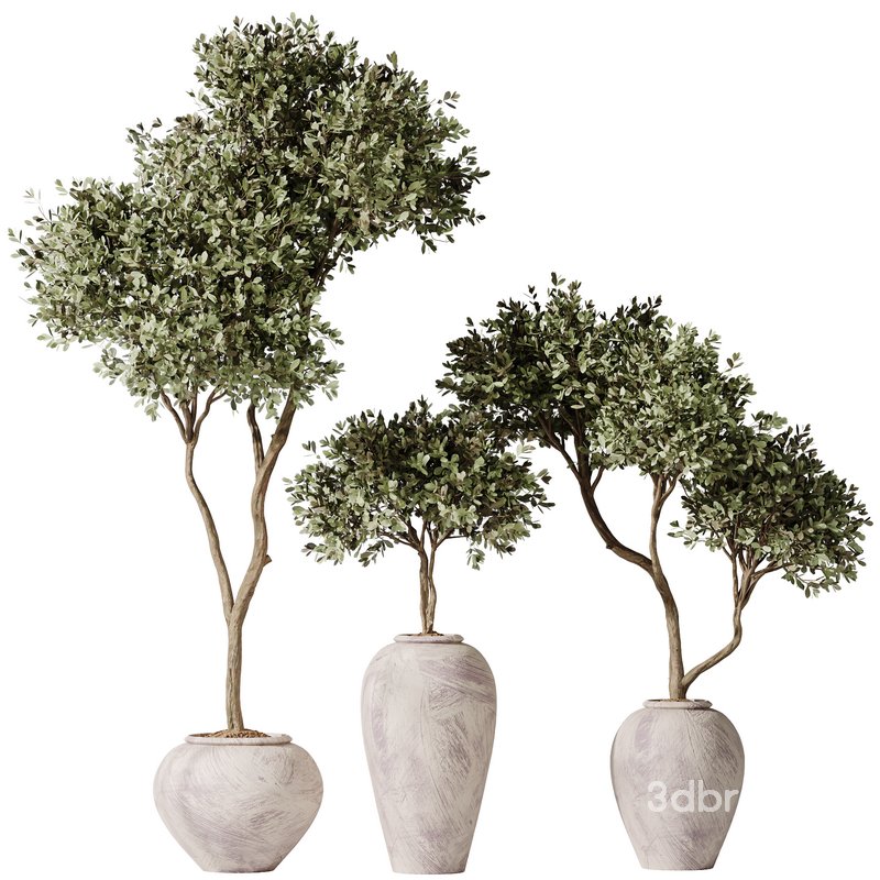 Plants Mission Olive Tree Indoor Vase Set006 Image 5