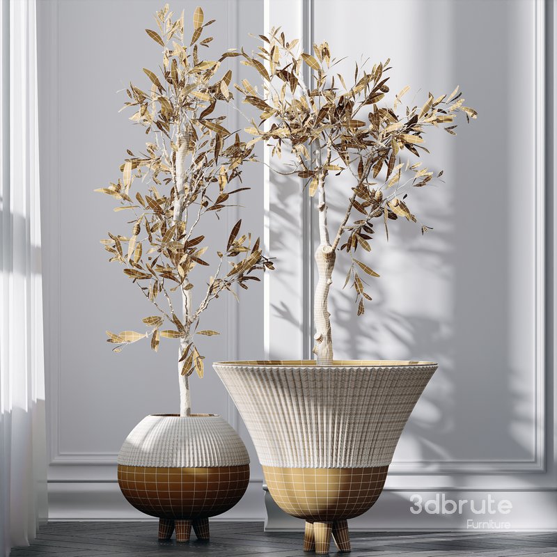 HQ Plants Mission Olive Tree Indoor Vase Set001 Image 5